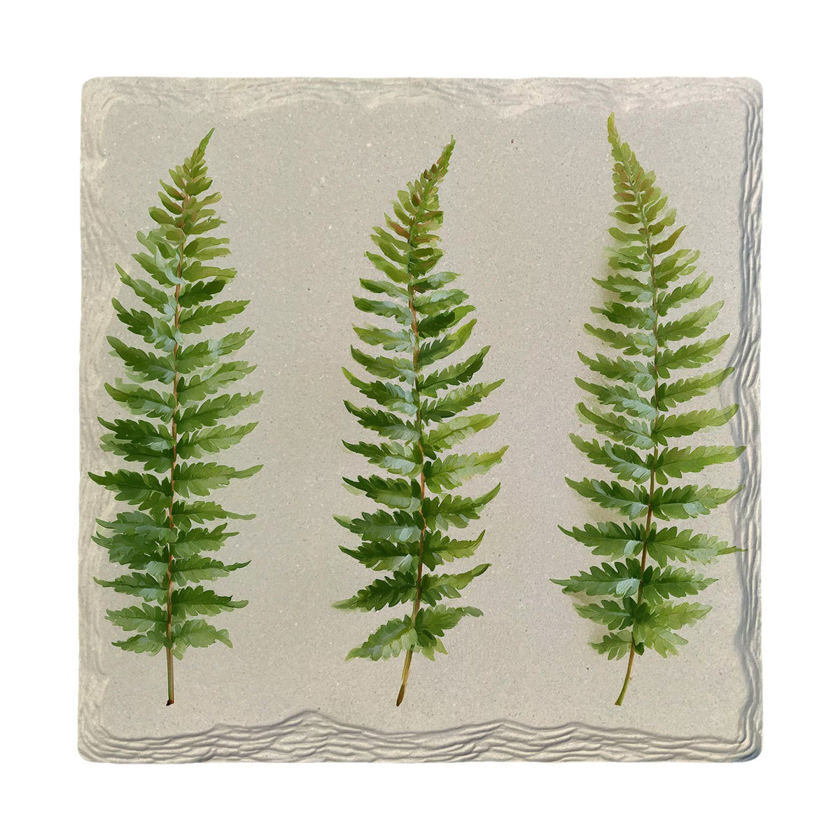 Fern Trio | Absorbent Ceramic Drink Coaster