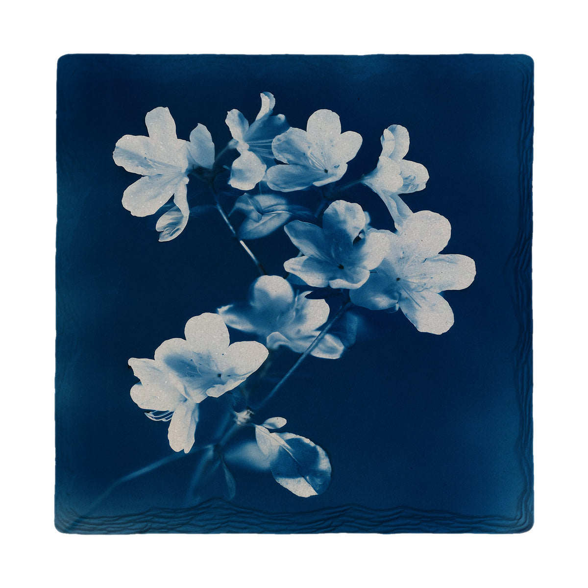 Cyanotype Azalea Branch absorbent ceramic drink coaster