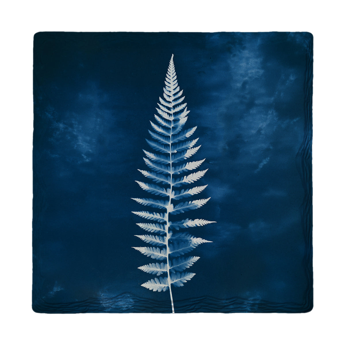 Cyanotype Fern Frond absorbent ceramic drink coaster