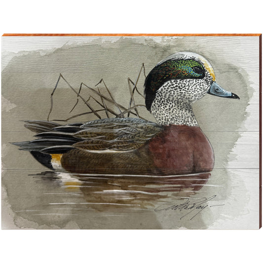 Art Lamay | American Wigeon Dabbling Duck | Wall Art Print on Real Wood