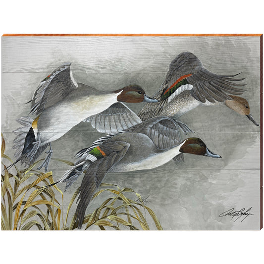 Art Lamay | Northern Pintail Ducks Portrait | Wall Art Print on Real Wood