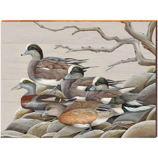 Art Lamay | American Wideon Ducks | Wall Art Print on Real Wood