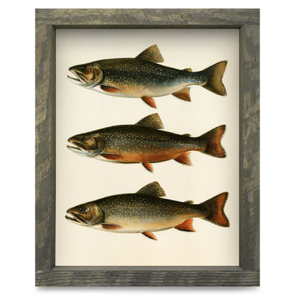 Brook Trout Trio | Real Wood Framed Wall Art Print