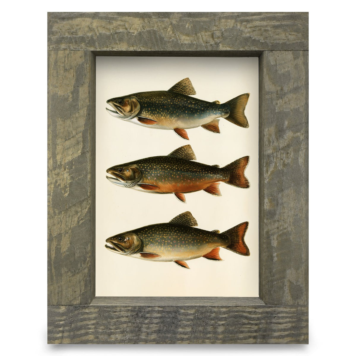 Brook Trout Trio | Real Wood Framed Wall Art Print