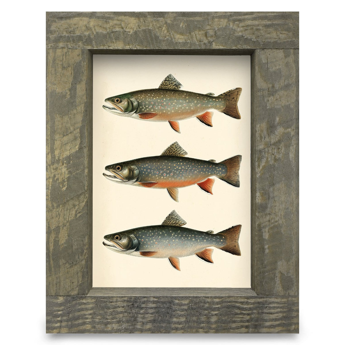 Rainbow Trout Trio | Real Wood Framed Wall Art Print