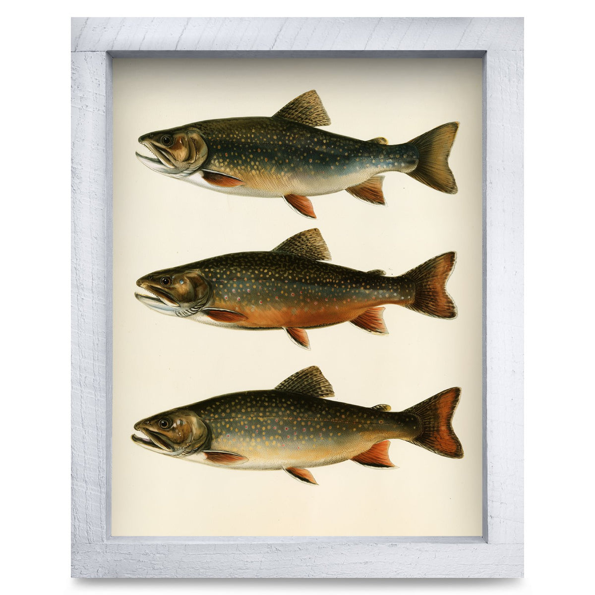 Brook Trout Trio | Real Wood Framed Wall Art Print