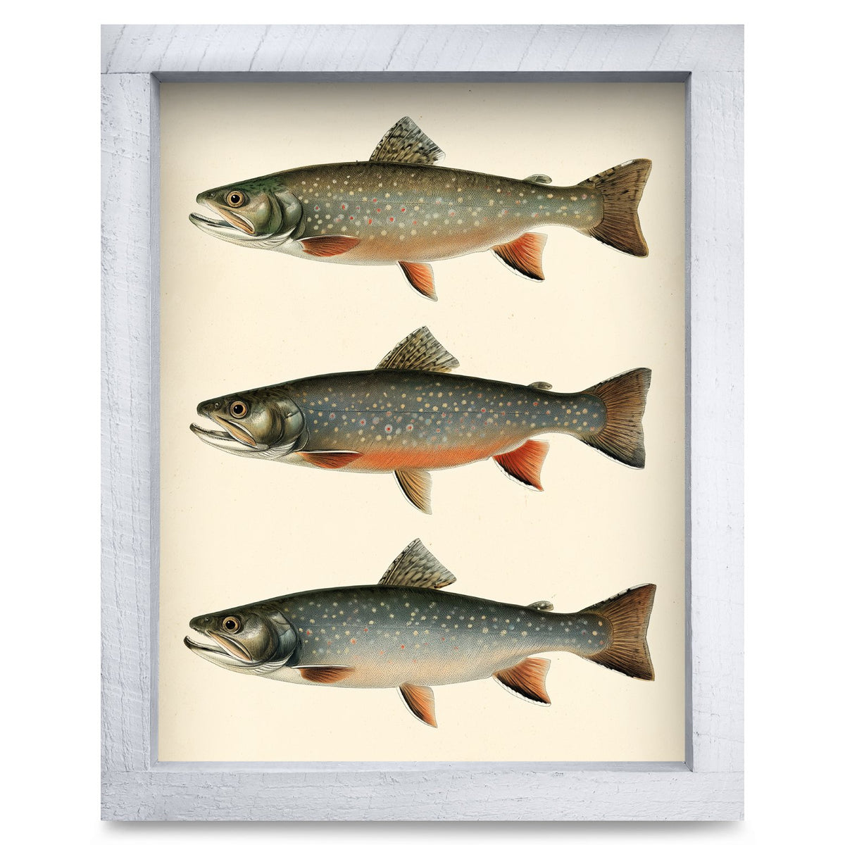 Rainbow Trout Trio | Real Wood Framed Wall Art Print