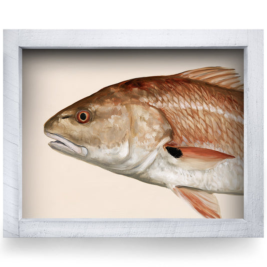 Redfish Portrait | Real Wood Framed Wall Art Print