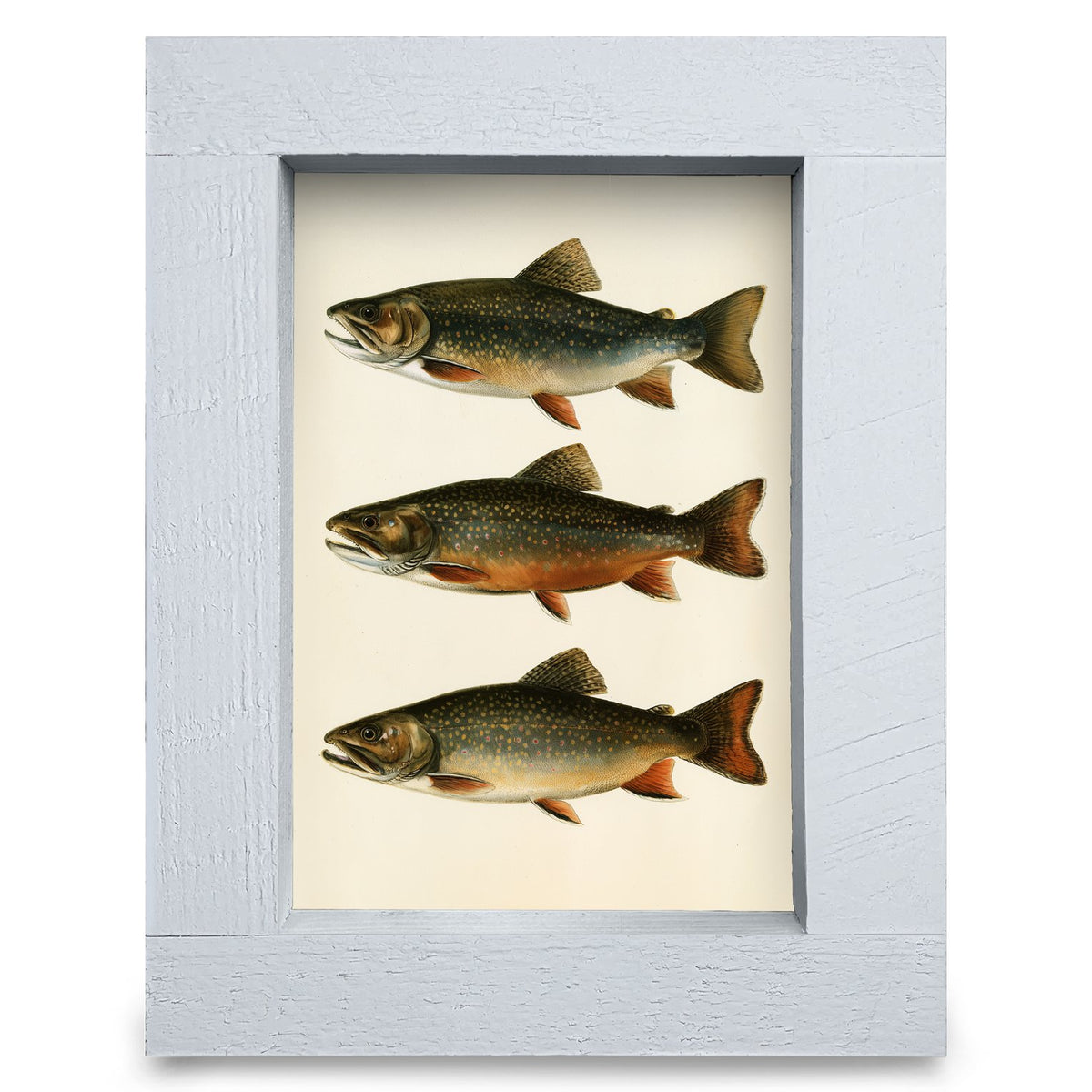 Brook Trout Trio | Real Wood Framed Wall Art Print