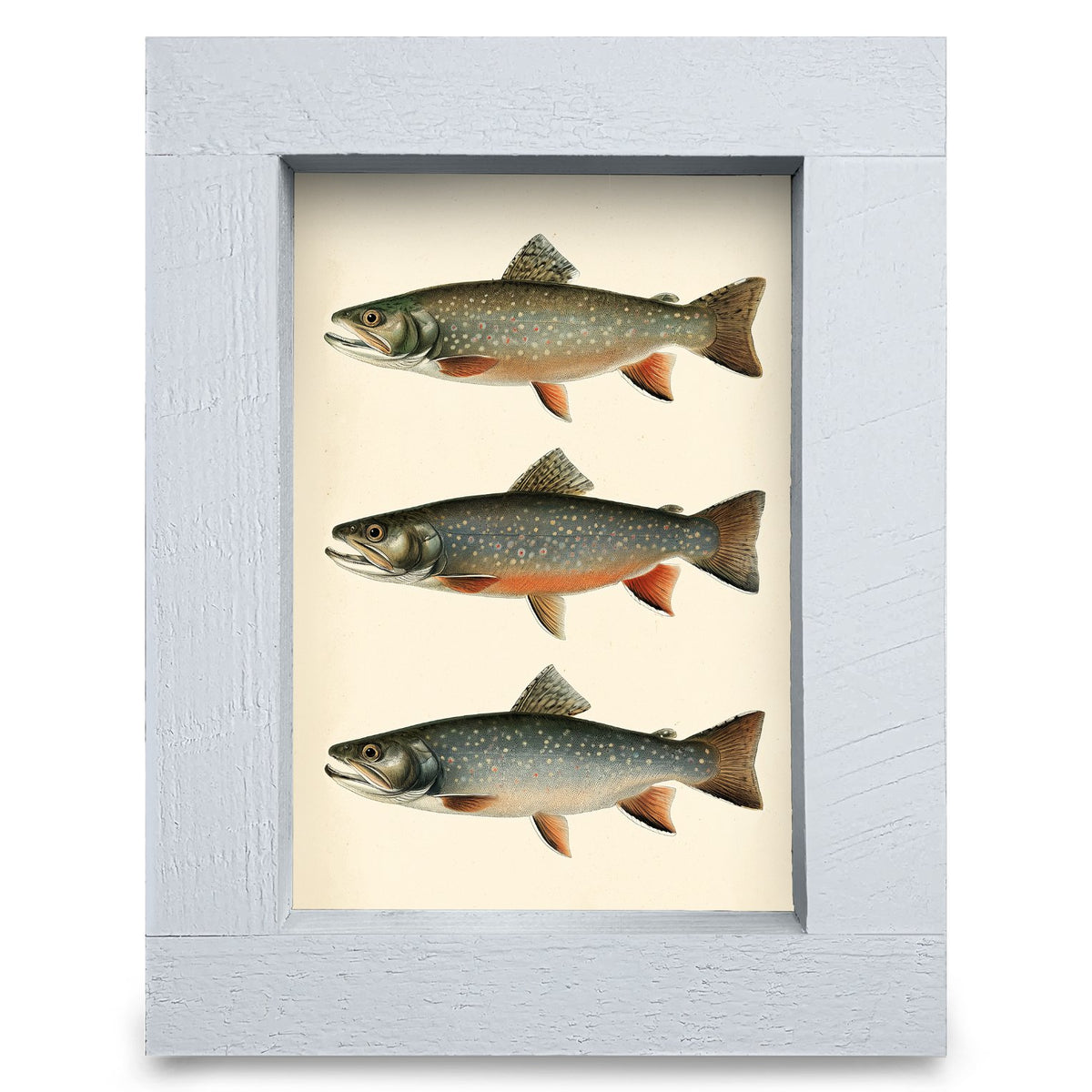 Rainbow Trout Trio | Real Wood Framed Wall Art Print