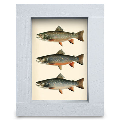 Rainbow Trout Trio | Real Wood Framed Wall Art Print