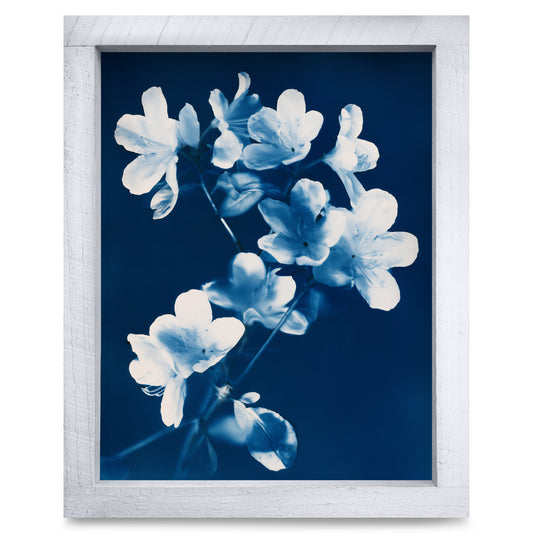 Cyanotype Azalea Branch real wood framed print, second size