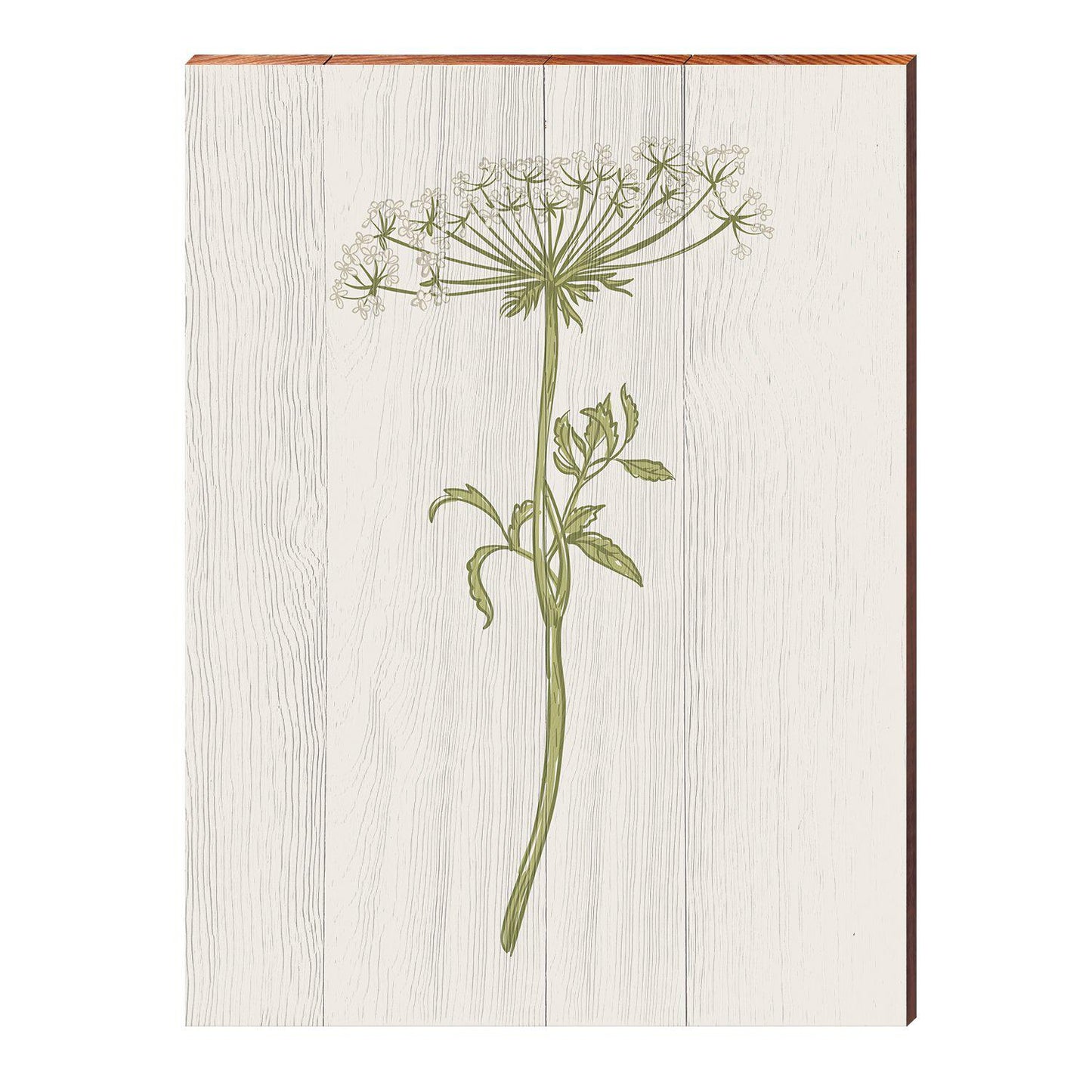 Vintage Botanical Cow Parsnip | Wall Art Print on Real Wood