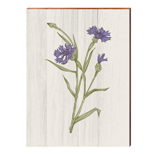 Vintage Botanical Cornflower | Wall Art Print on Real Wood