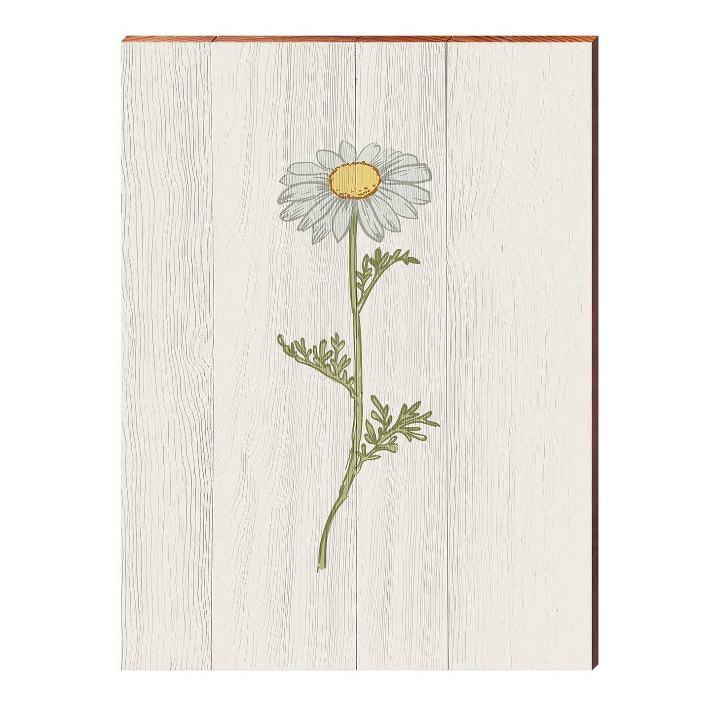 Vintage Botanical Daisy | Wall Art Print on Real Wood