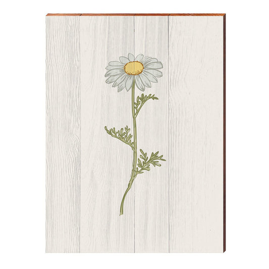 Vintage Botanical Daisy | Wall Art Print on Real Wood