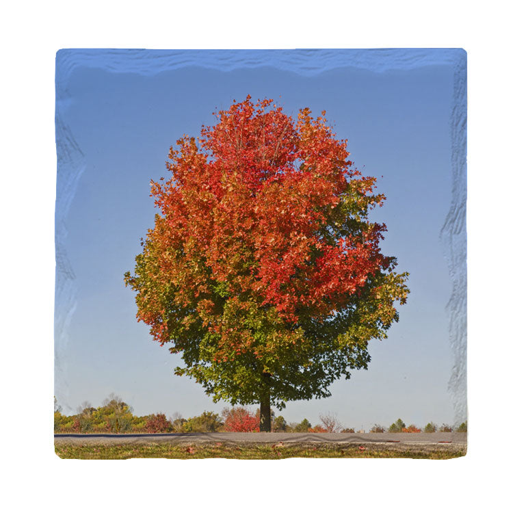 Fall Tree |Drink Coaster